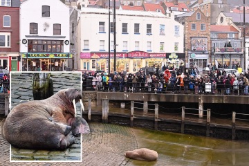 Massen fassungslos, als ein Walross im Hafen von Scarborough eine nicht jugendfreie Show abliefert