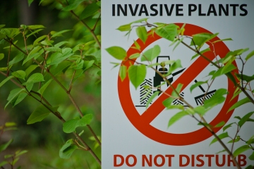 Warnung vor neun invasiven Pflanzen, die sich so schnell ausbreiten wie der Japanische Staudenknöterich