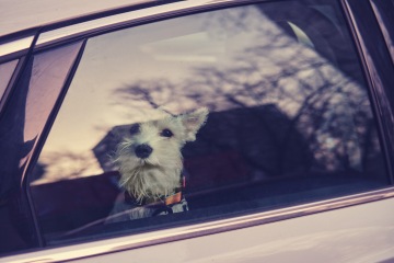 Den Leuten wird gerade klar, dass man KEIN Fenster einschlagen sollte, wenn ein Hund in einem heißen Auto sitzt