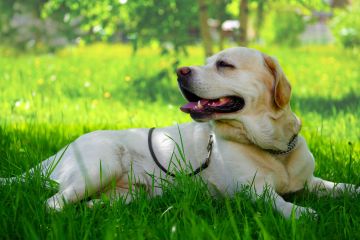 Tierarzt warnt Hundebesitzer, sie bei heißem Wetter zu schützen