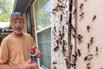 Der Reinigungsprofi bietet eine ausfallsichere Methode, um Wespen von Ihrem Zuhause fernzuhalten