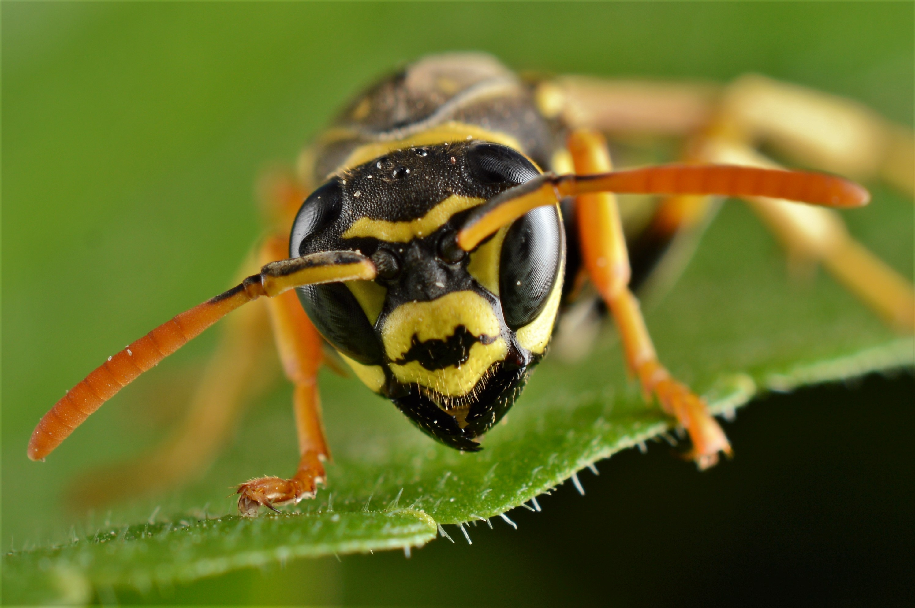 Ein sommerlicher Wespenzustrom hat zu verschiedenen Tipps geführt, wie man sich dagegen wehren kann