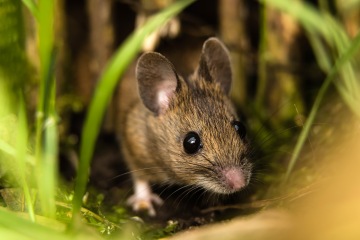 Zwei günstige Pflanzen vertreiben Mäuse endgültig aus Ihrem Garten – und sie duften herrlich