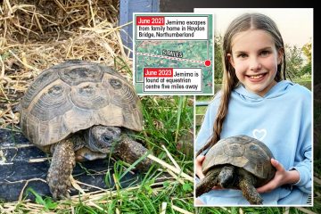Entlaufene Schildkröte zwei Jahre nach ihrer Flucht im Reitzentrum entdeckt 
