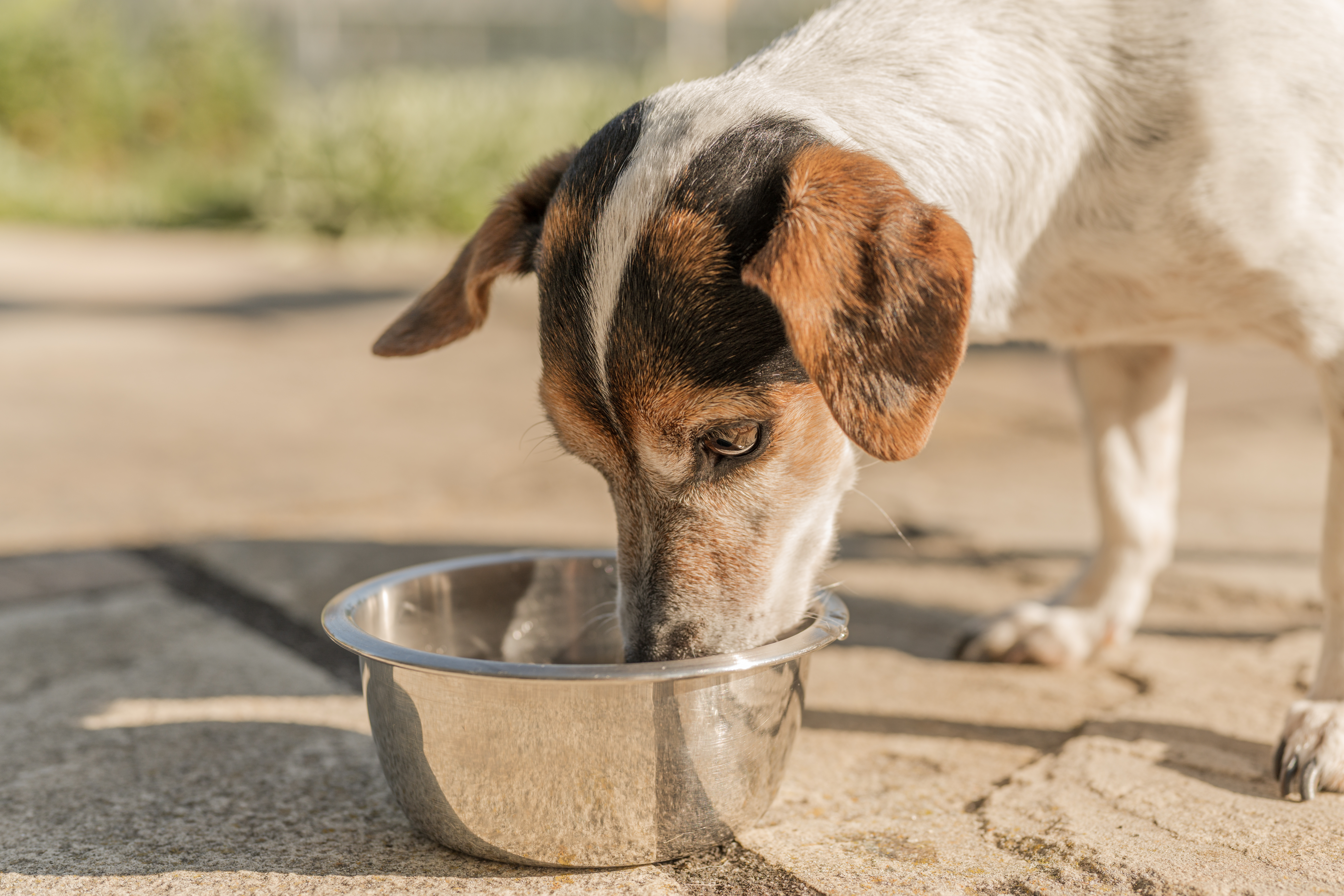 Der Tierarzt empfiehlt, die Futter- und Wassernäpfe Ihres Hundes getrennt von anderen Utensilien zu waschen