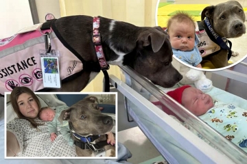 Der treue Staffie ist der erste Hund, der auf der Wehenstation zugelassen wird, um seiner Besitzerin bei der Geburt zu helfen