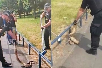 Schrecklicher Moment: Die Polizei entdeckt eine entflohene Boa Constrictor auf einer Straße in einer britischen Stadt