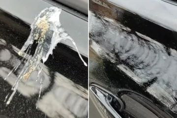 Ich bin ein Reinigungsgenie – die KOSTENLOSE Möglichkeit, Vogelkot in Sekundenschnelle von Ihrem Auto zu entfernen