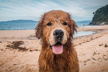 Eindringliche Warnung des Tierarztes an Hundebesitzer vor versteckten Gefahren am Strand