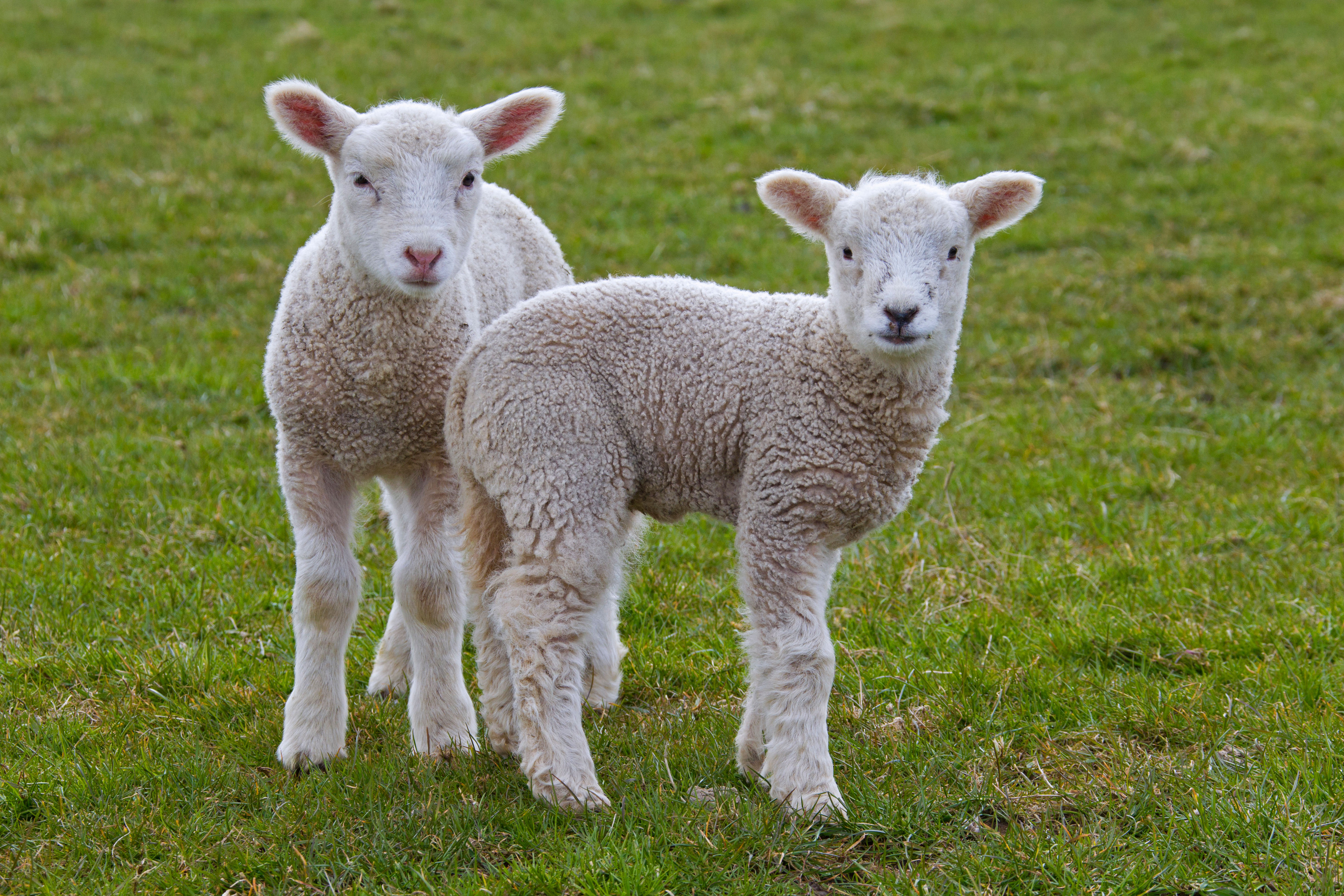 Im Big Sheep Park werden das ganze Jahr über Lämmer gezüchtet und die Mitarbeiter veranstalten Fütterungsshows