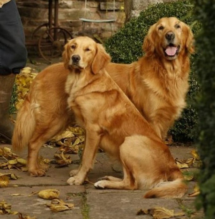 Monty zollte seinem Hundekollegen Nigel eine rührende Hommage, indem er ein Foto von ihm mit Montys zweitem Hund Nel teilte