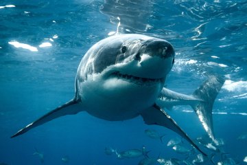 Was Sie über Weiße Haie in britischen Gewässern wissen sollten