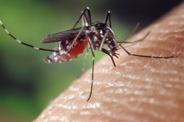 Dringende Feiertagswarnung, da Mücken mit „Knochenbruchfieber“ Touristen-Hotspots wimmeln