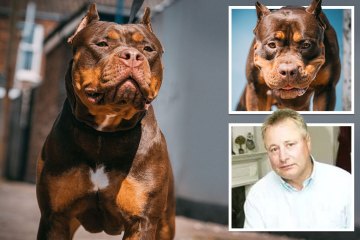 Wie Züchter einen zehnsteinigen Bully-Teufelshund entwickelten, von dem Experten sagen, dass er töten wird