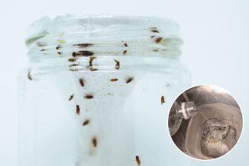 Reinigungsexperte teilt den 5-Pence-Hack, um lästige Fruchtfliegen im Handumdrehen zu vertreiben