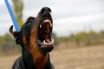 Dringende Warnung vor steigender Zahl von Hundeangriffen – hier finden Sie Tipps für die Sicherheit von Haustieren