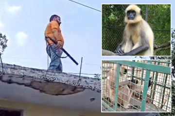 „Der meistgesuchte Affe der Welt“ wird schließlich „verhaftet“, nachdem er 20 Menschen angegriffen hat