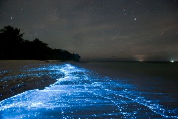 Britischer Strand mit Meeren, die in der Nacht strahlend blau leuchten – und wann man es sehen kann
