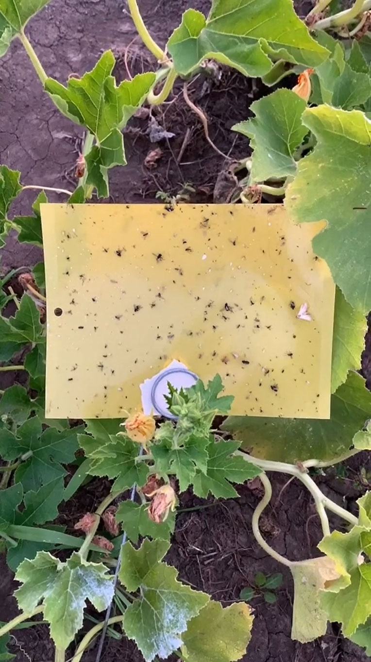 Die Content-Erstellerin zeigte ihren Followern die Mücken, die sie mit der gelben Klebefalle gefangen hatte