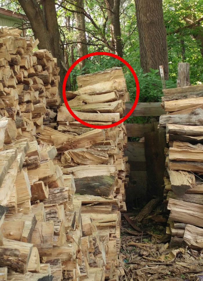 Wer das Tier im mittleren Holzstapel innerhalb von Sekunden erkennen kann, hat möglicherweise eine außergewöhnliche Sehkraft