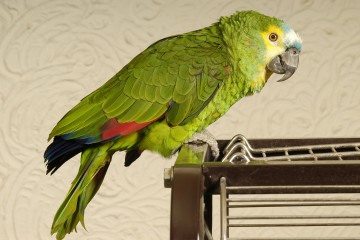 Vom Papagei, der die Türklingel nachahmt, bis zum ängstlichen Hund – Ihre Haustierfragen werden beantwortet