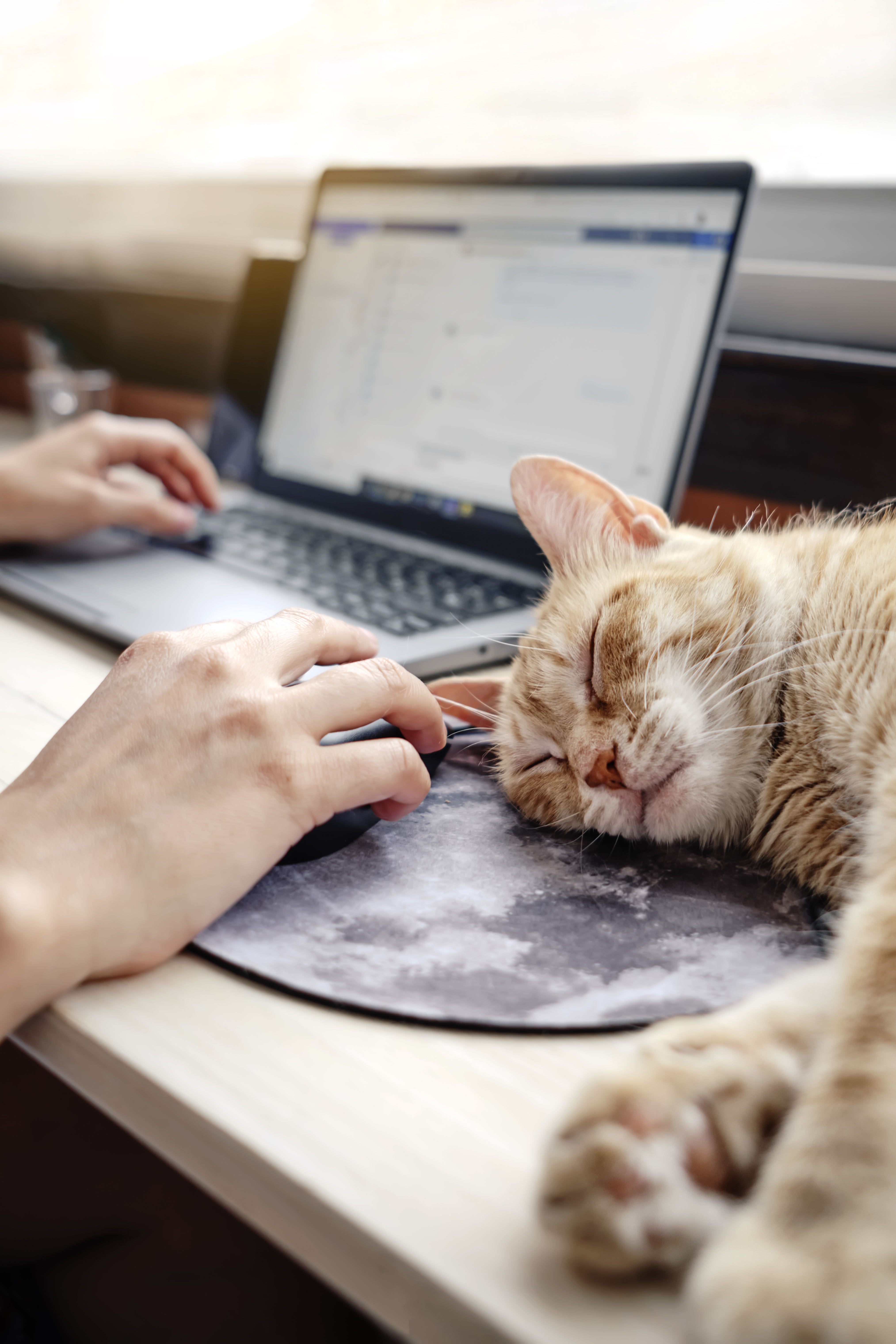 Eine Umfrage ergab, dass 37 Prozent der Besitzer angaben, dass ihre Katze die Arbeit oft behindert