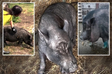 26. Von Schweinen gefüttertes Junkfood und kohlensäurehaltige Getränke aus beengter Ein-Zimmer-Wohnung gerettet