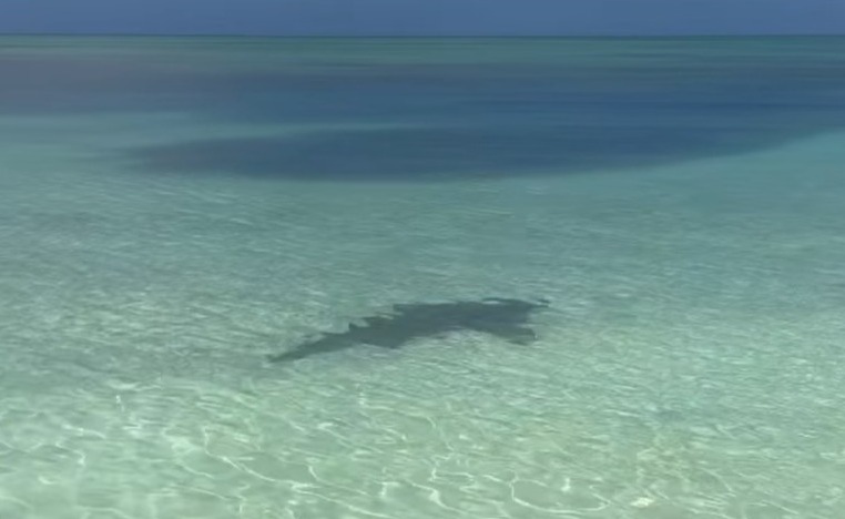 Der Hai schwamm schließlich davon und kümmerte sich um seine eigenen Angelegenheiten