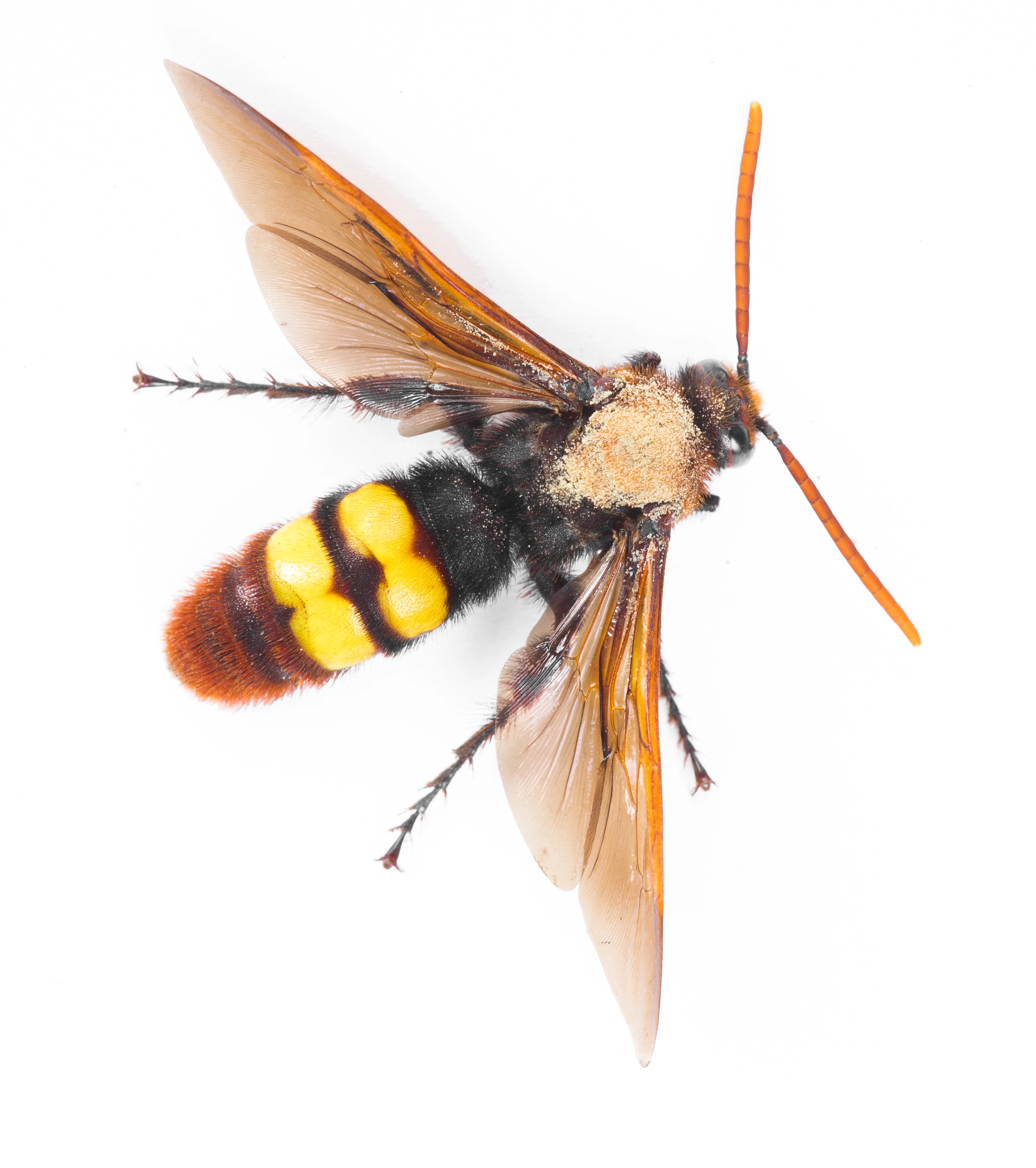 Hornissen und Wespen sind in Großbritannien zwischen Mai und September weit verbreitet