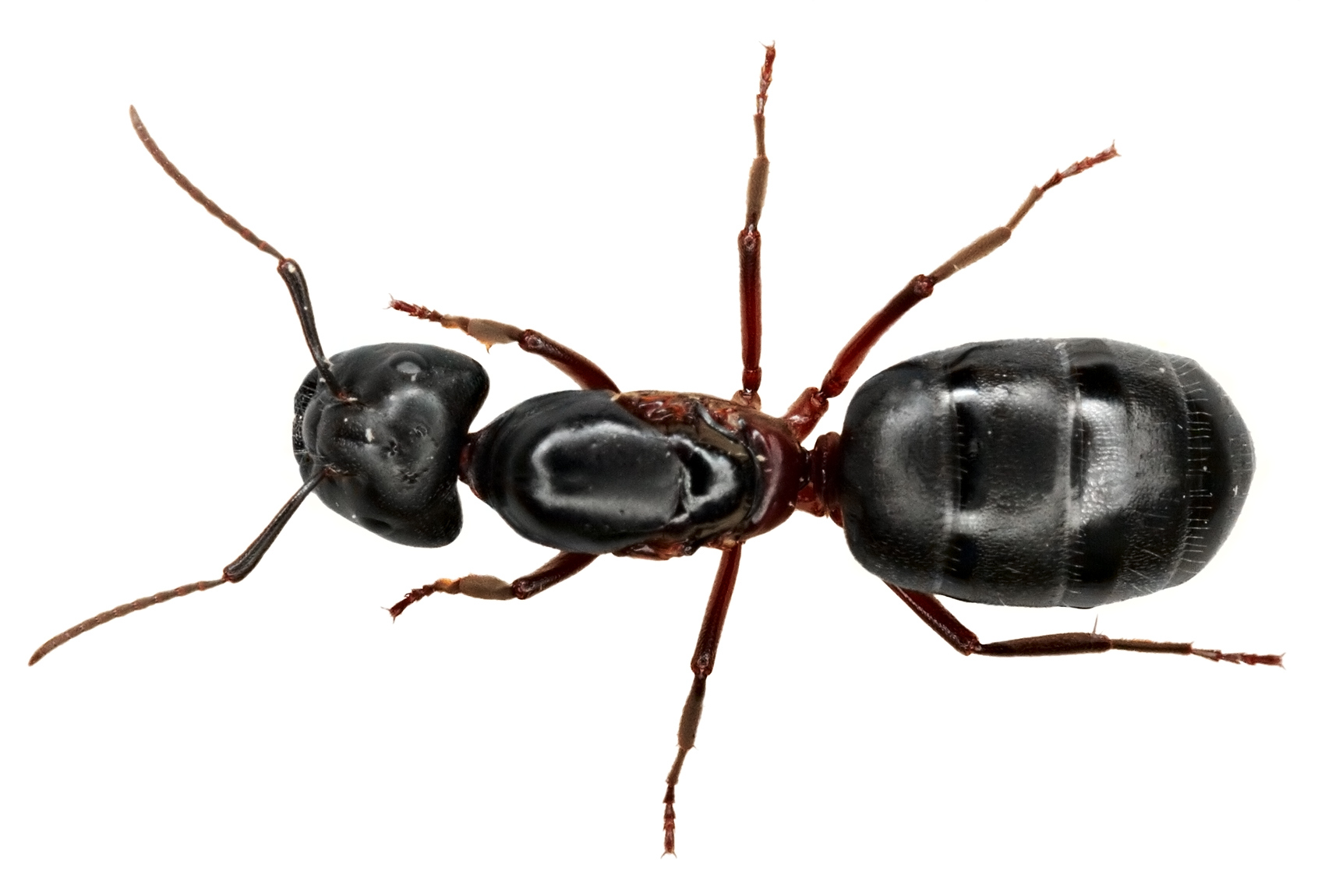 Versuchen Sie, regelmäßig Holzkohlepulver über von Ameisen befallene Stellen zu streuen