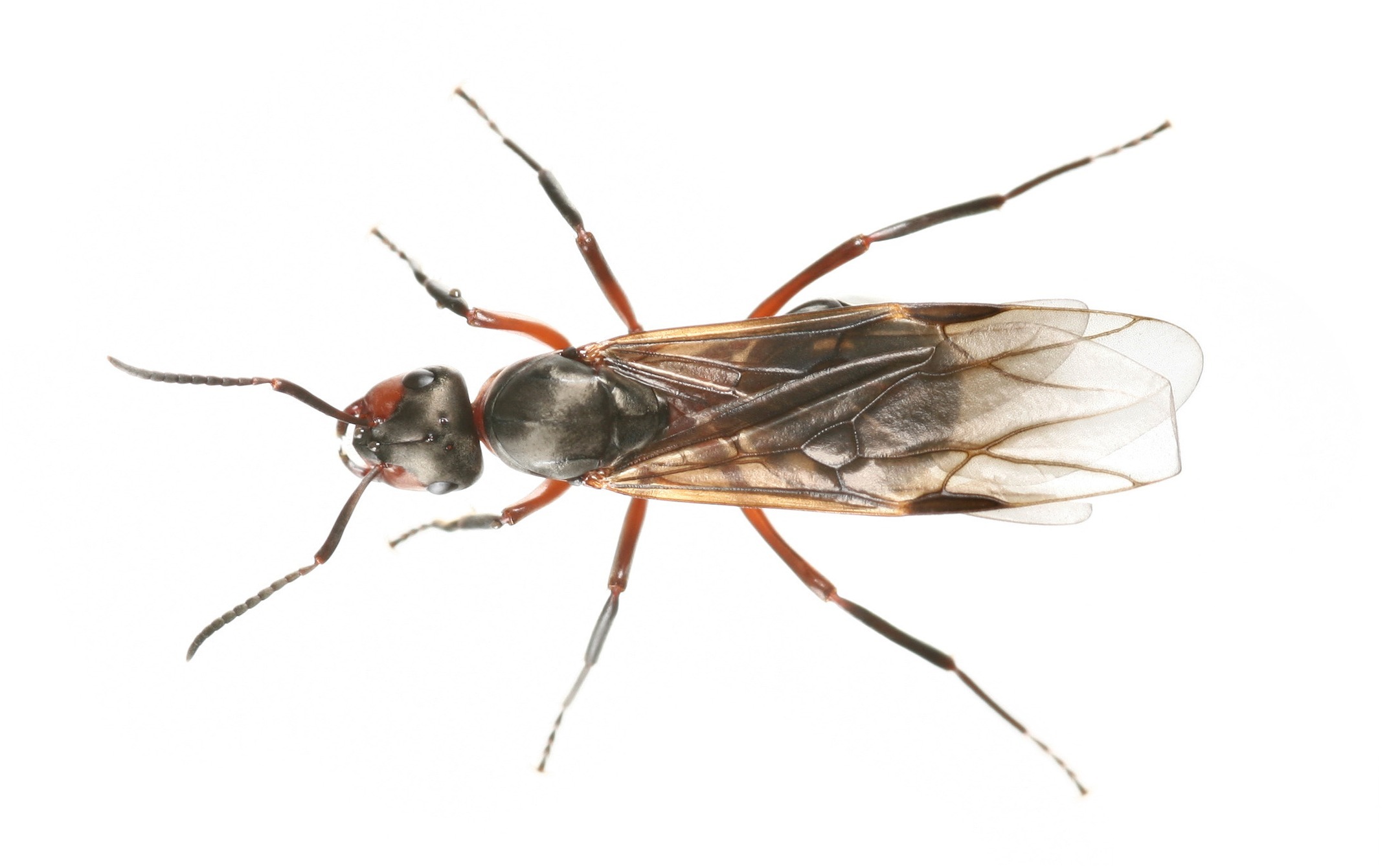 Fliegende Ameisen sind nicht gefährlich und beißen nicht, können aber unangenehm sein