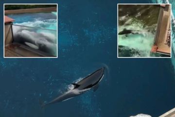Herzzerreißende Geschichte eines Killerwals, der in Gefangenschaft ein „quälendes Leben“ führte