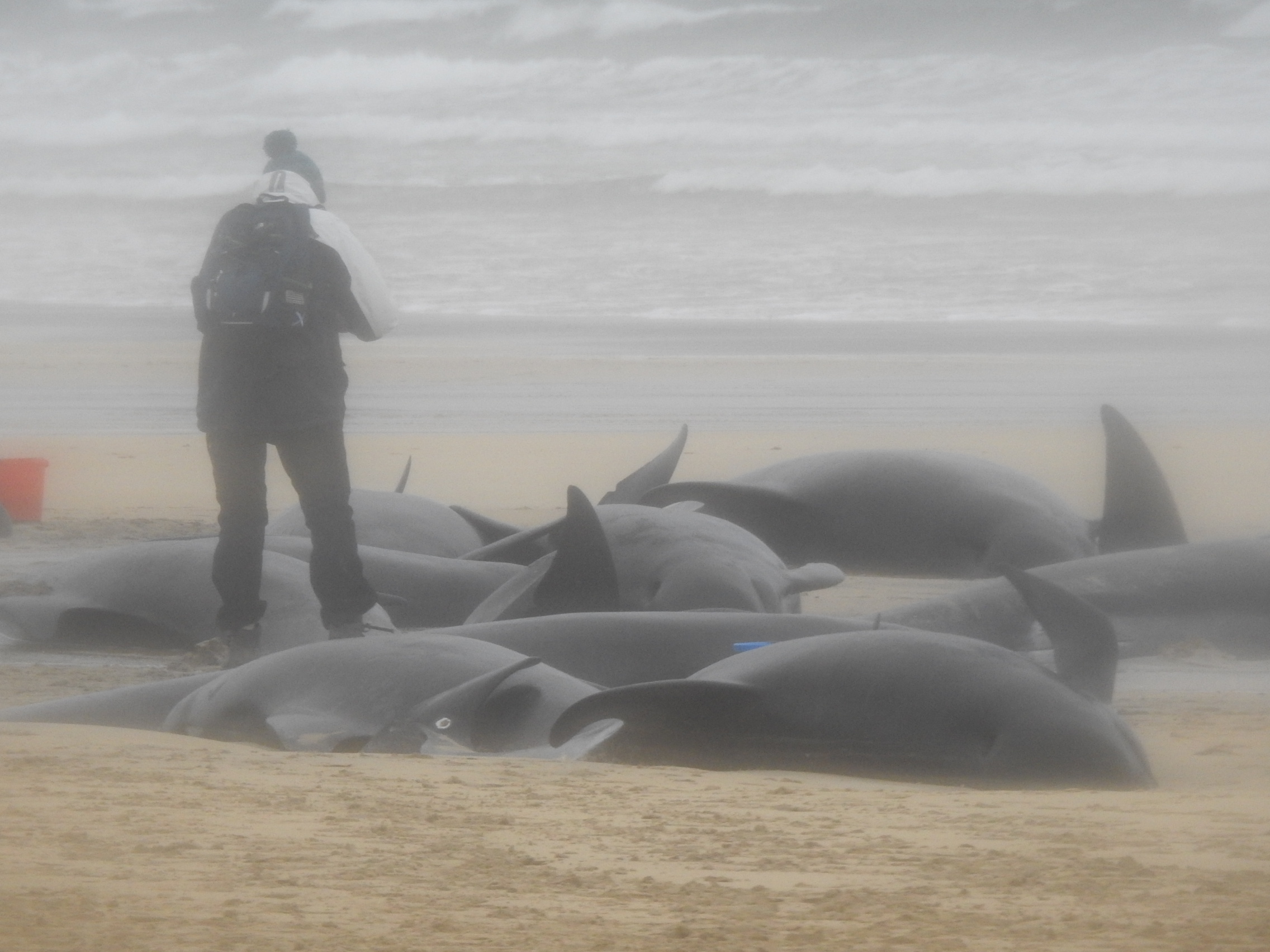 Als die Retter am Strand eintrafen, waren nur noch etwa 15 Wale am Leben