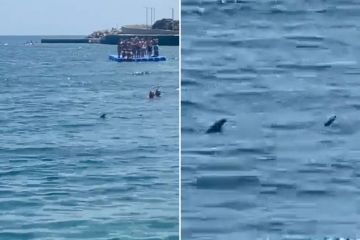 Horrormoment: Zwei Haie entdeckten den umherstreifenden spanischen Strand, als Schwimmer flüchteten