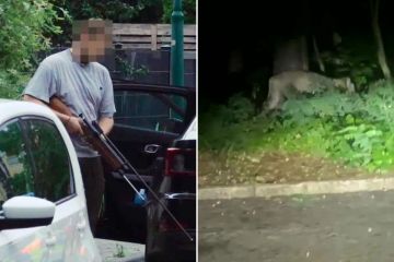 Löwe, der in der Stadt frei herumläuft, wurde „mit Tötung“ gesichtet – wie die Polizei warnt, könnte er jeden angreifen