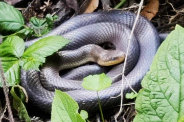 Schlange im Zentrum von London gesichtet – was Angst vor Flucht aus nahegelegenem Zoo auslöst