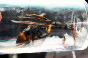 Warning over killer Asian hornets after 10 stung at British holiday paradise