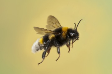 People are just discovering what bees do in the dark - they think it's 'unnerving'