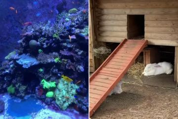 I went to the cheapest aquarium…it's free for toddlers & there's alpacas too