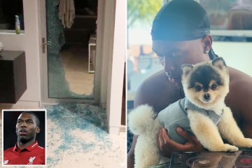 Daniel Sturridge has £4k dog stolen from LA pad.. and offers £30k to get it back