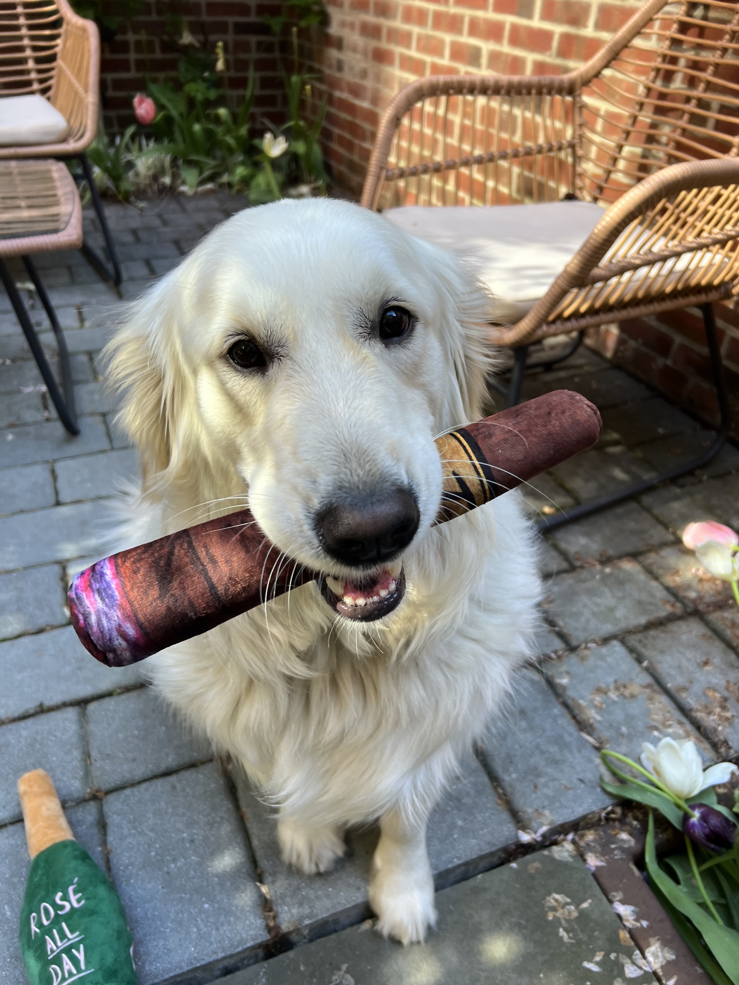 Einer der Hundegäste freut sich über ein Plüschspielzeug „Zigarre“.