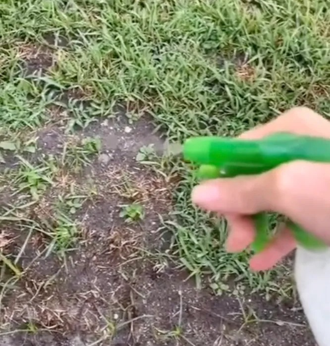 Die Inhaltserstellerin sprühte das aus zwei Zutaten bestehende selbstgemachte Spray auf ihren Rasen