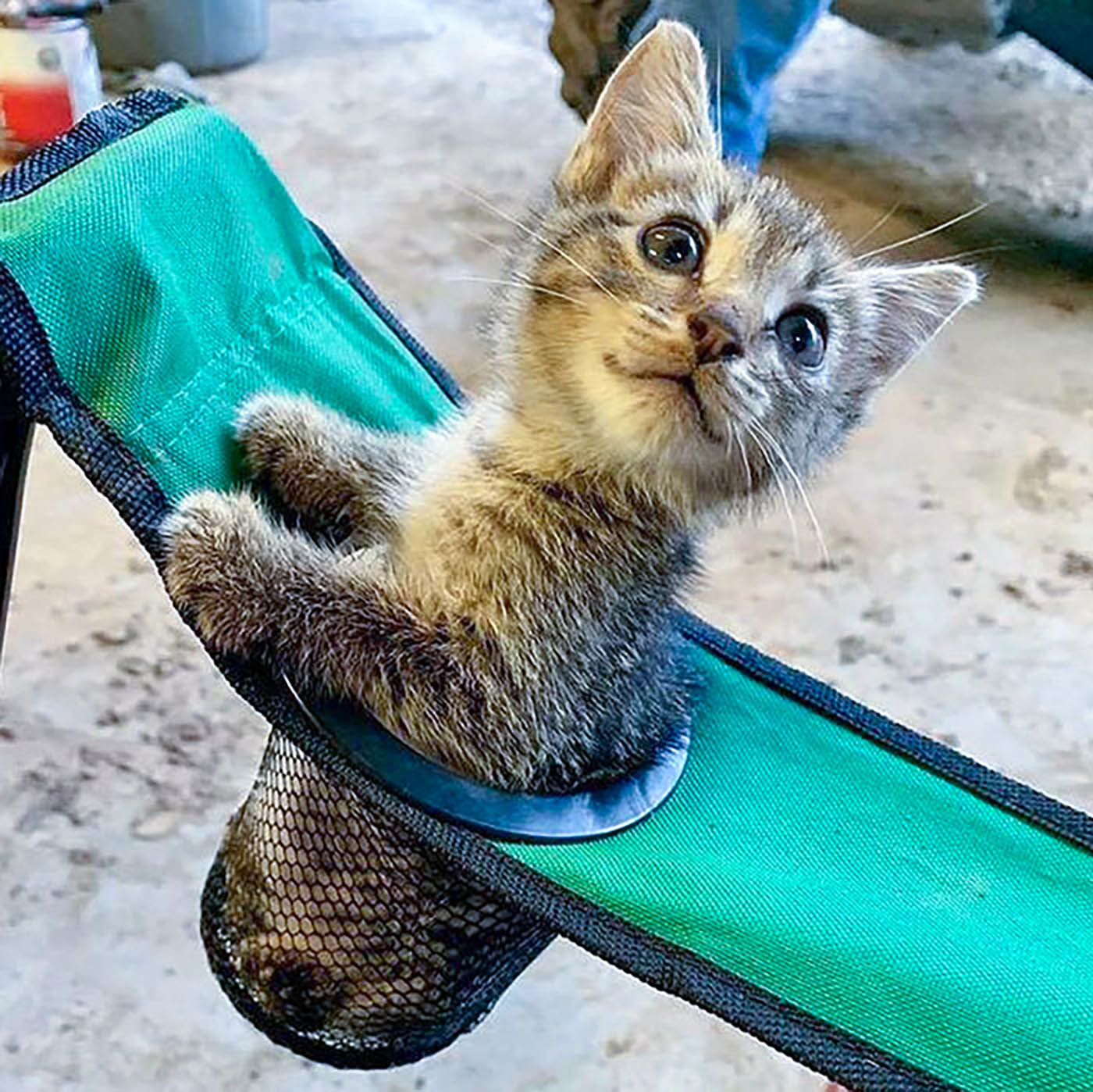 Ein entzückendes Kätzchen konnte diesem gemütlichen neuen Ruheplatz in einem Getränkehalter im Picknickstuhl nicht widerstehen