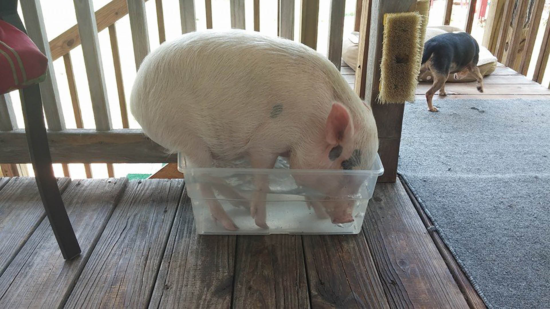 Das dumme Schwein hat alles versucht, um in diese Kiste zu passen, hat aber am Ende ein Schweineohr daraus gemacht