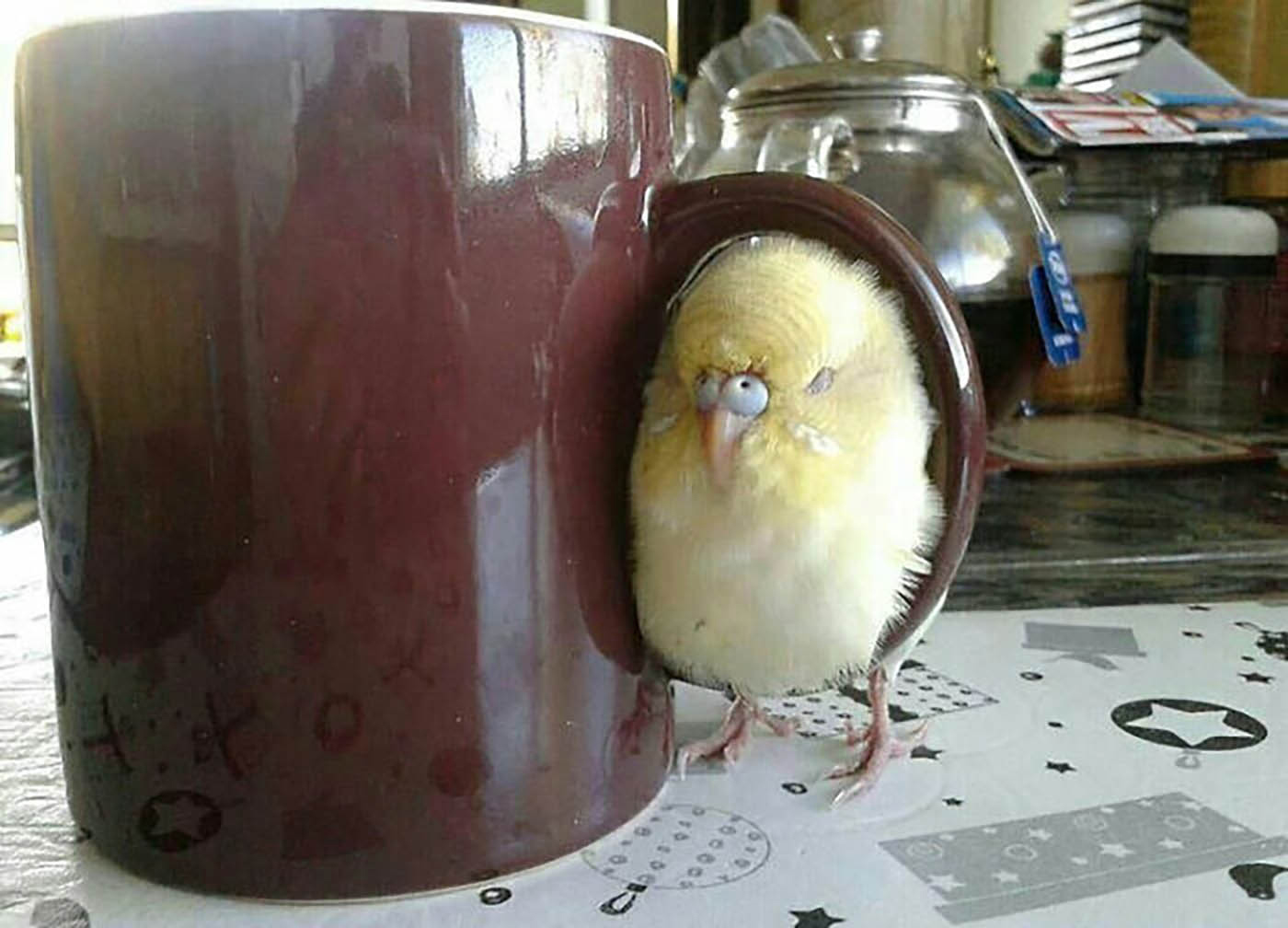 Indem er eine Tasse auswählt, zeigt dieser flauschige Vogel, dass er es im Griff hat, gemütliche Orte zum Entspannen im Haus zu finden