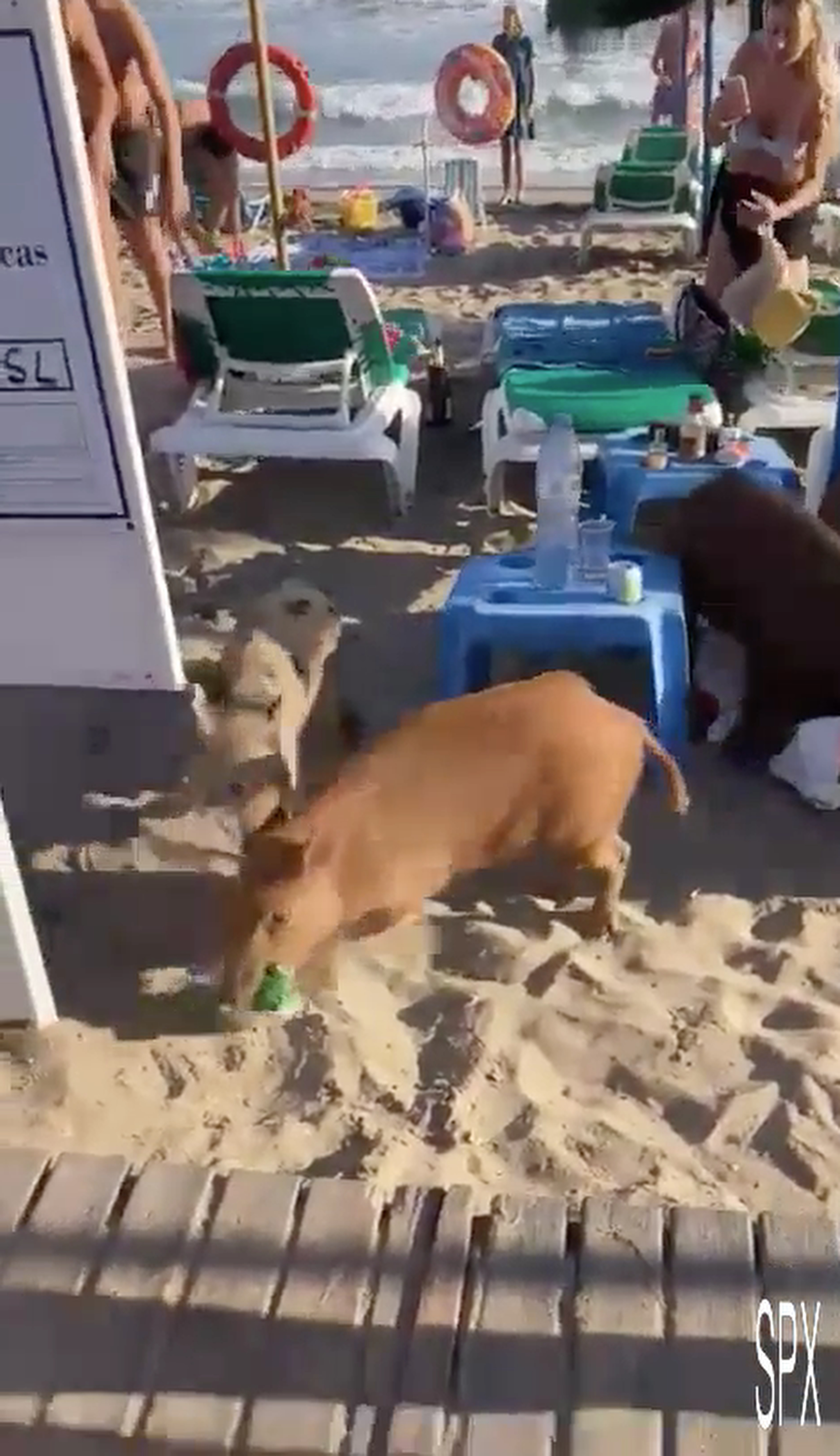 Die Wildschweine sorgten auf Estrella del Mar für Chaos