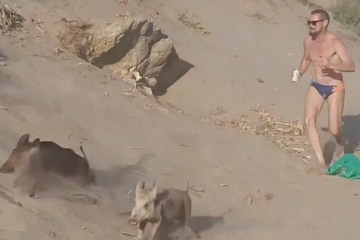 Urlaubswarnung für Spanien, da Touristen am Strand von Marbella mit Wildschweinen konfrontiert werden
