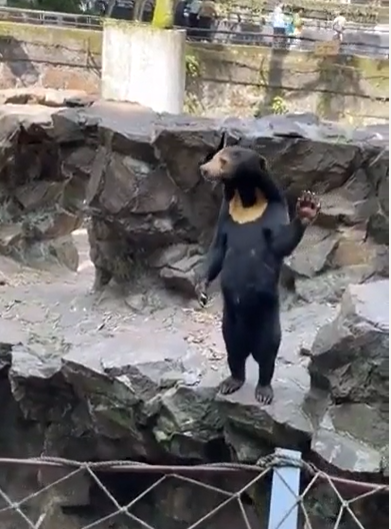 Im Zoo wimmelt es von Behauptungen, der Bär sei in Wirklichkeit ein Mensch in einem Pelzanzug