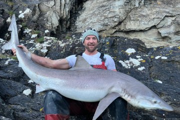 Riesiger Hai mit einem Gewicht von mehr als 61 Pfund, gefangen vor der Küste von Devon