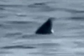 Urlauber geraten in Panik, nachdem sie „Haifischflosse“ direkt am britischen Strand entdeckt haben